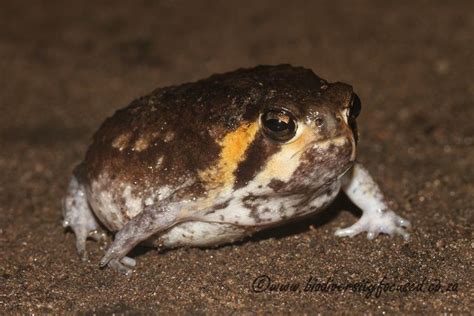 Pacman frogs are typically very inactive, so they dont require very large enclosures. . Mozambique rain frog care sheet